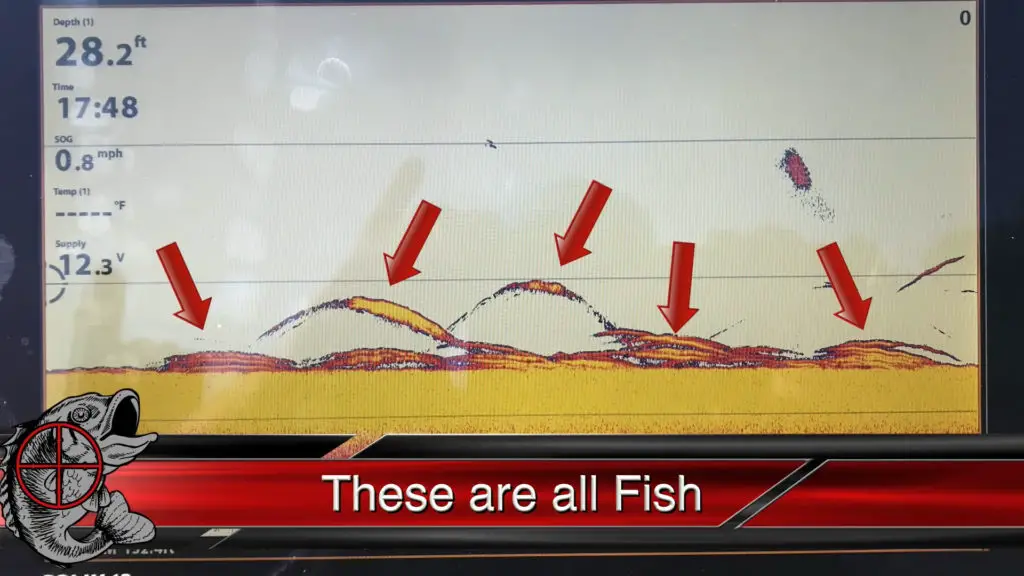 Identifying Fish with fishfinder