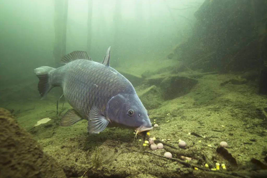 fish feeding frenzy in lake