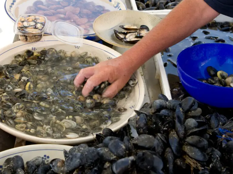 Is It a Good Idea to Use Canned clams for Bait? FishFinder HQ