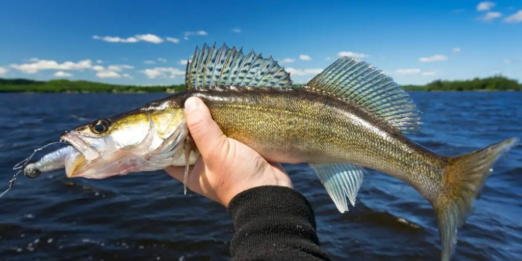 walleye fishing