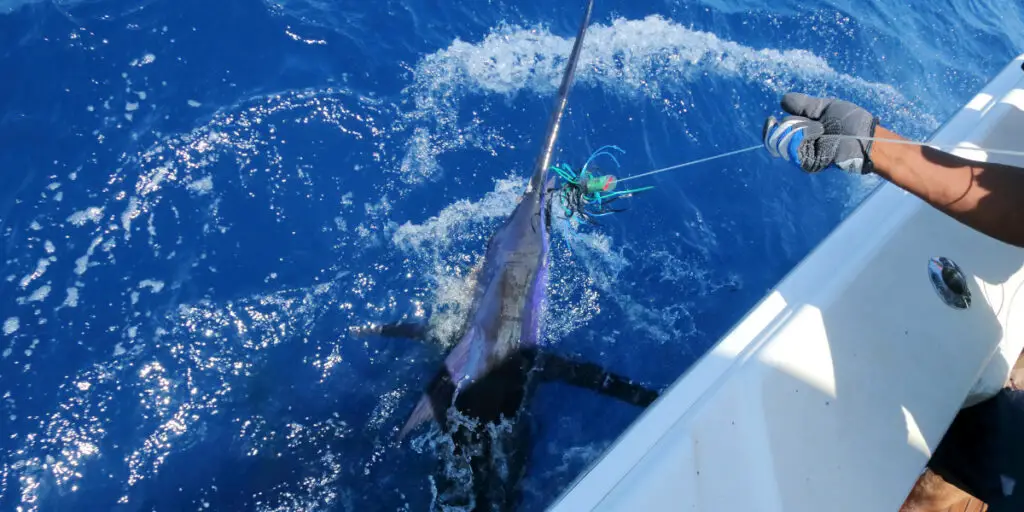 fishing for marlin in mexico