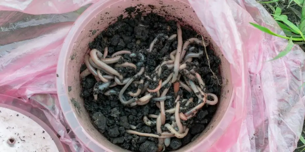 worms for fishing carp
