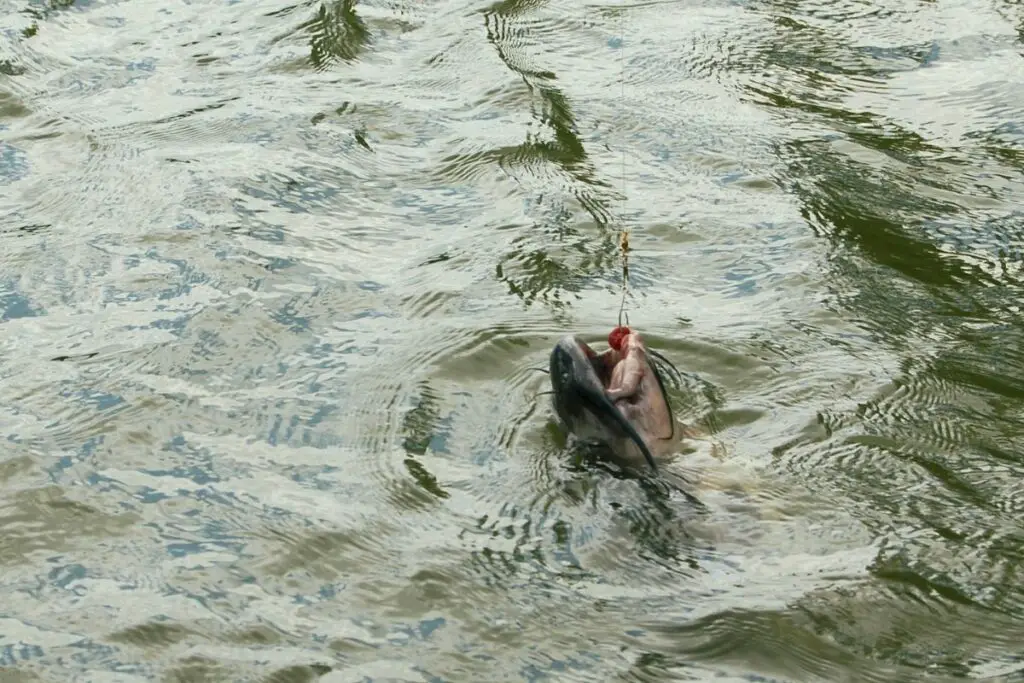 How long can catfish live out of water