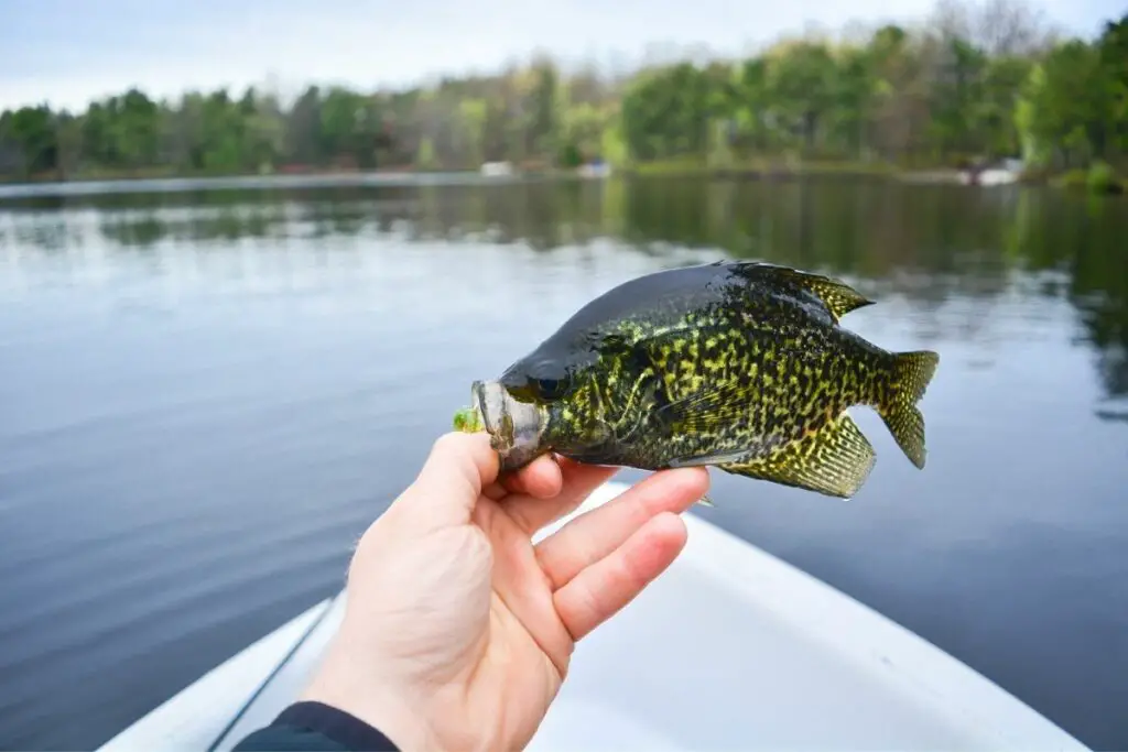 crappie fish