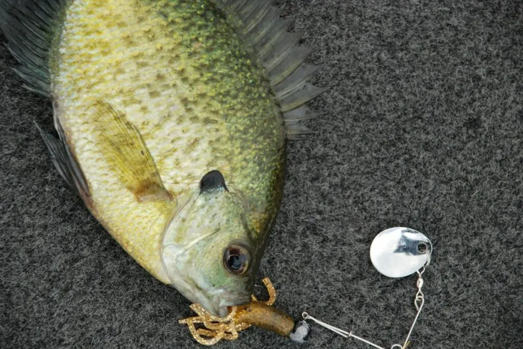 crappie fish