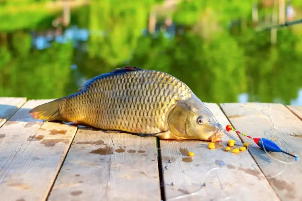 carp fishing using corn