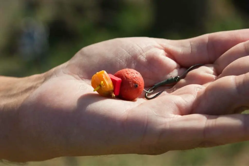 corn for carp fishing