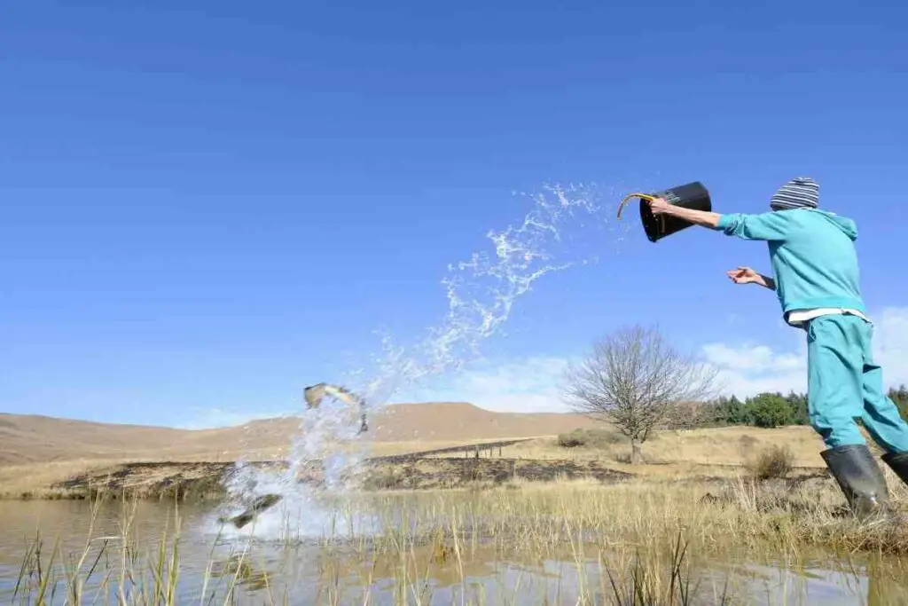 stocking a pond with trout