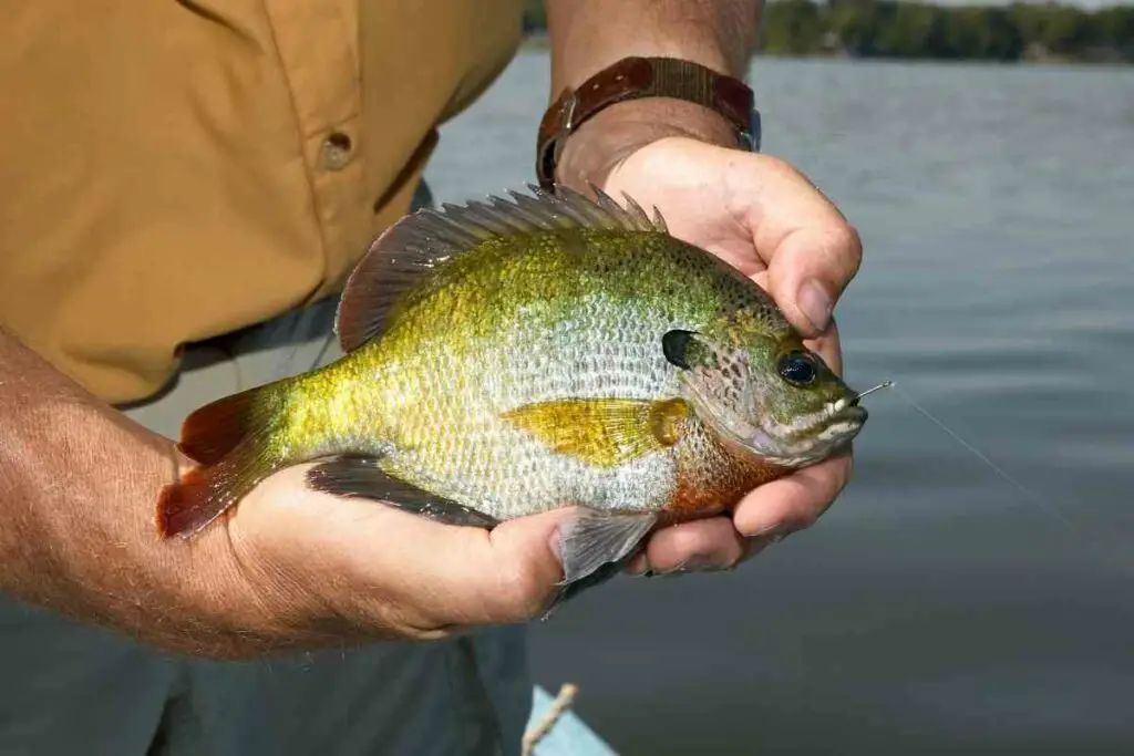 Big Bluegill fish