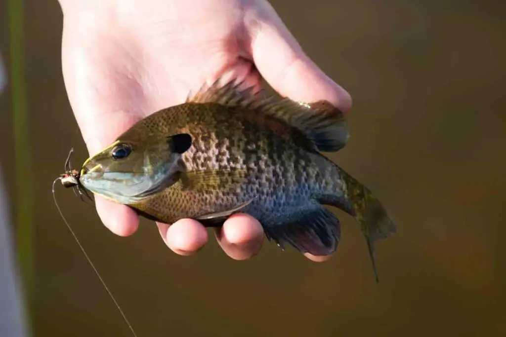 Small Bluegill fish