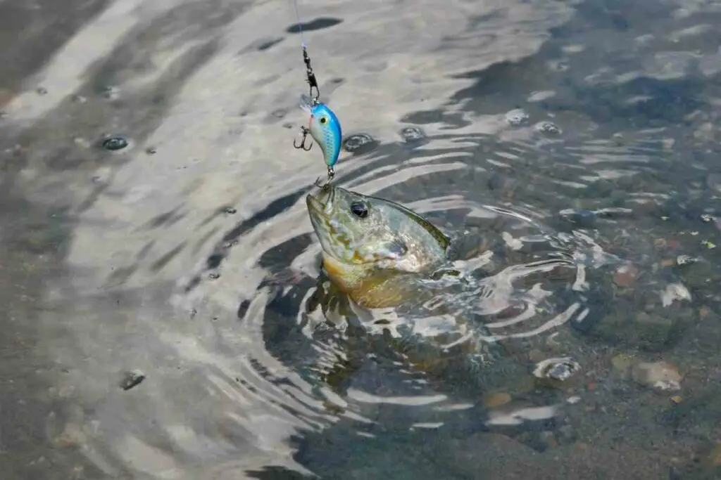 Tips for catching bluegill