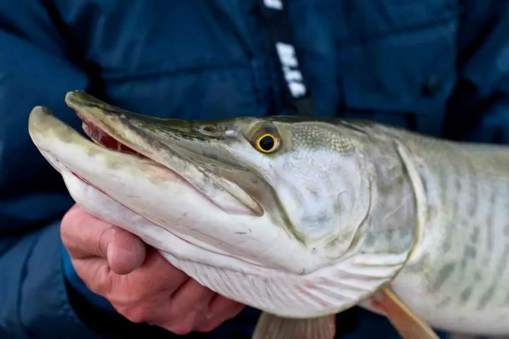 Muskellunge and fisherman