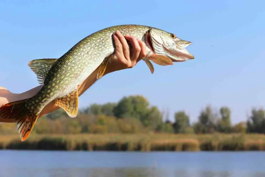 Which Fish Is Bigger fish: Muskie or Pike? 