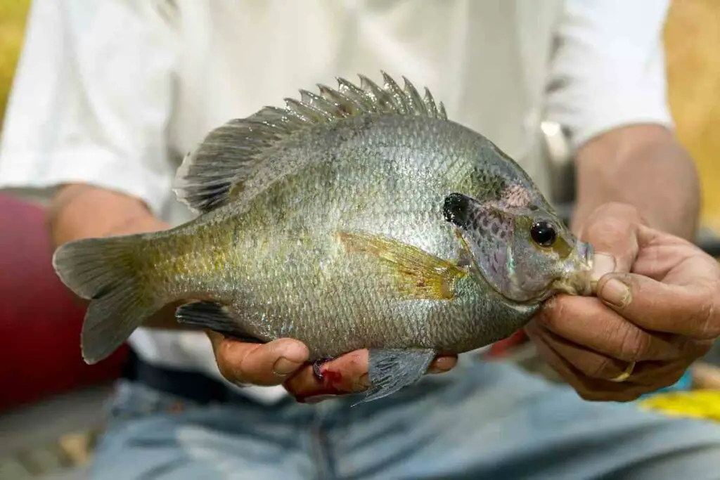 Best Reel for Bluegill