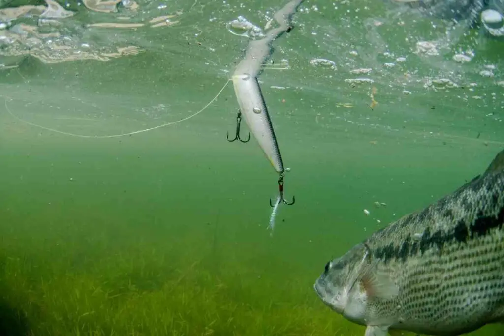 Bass fishing in a pond