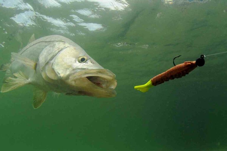 Complete Guide to Baits and Lures for Snook Fishing - FishFinder HQ