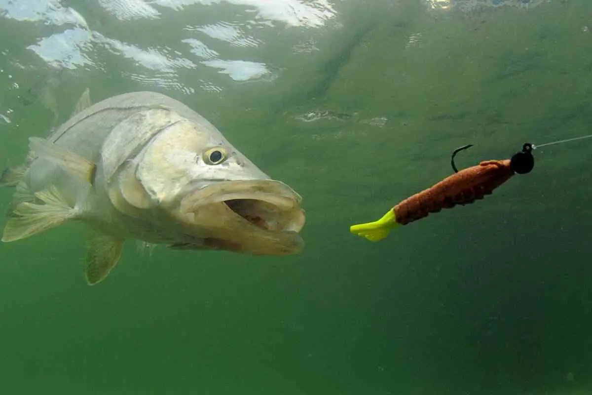 Baits and lures for snook fishing guide