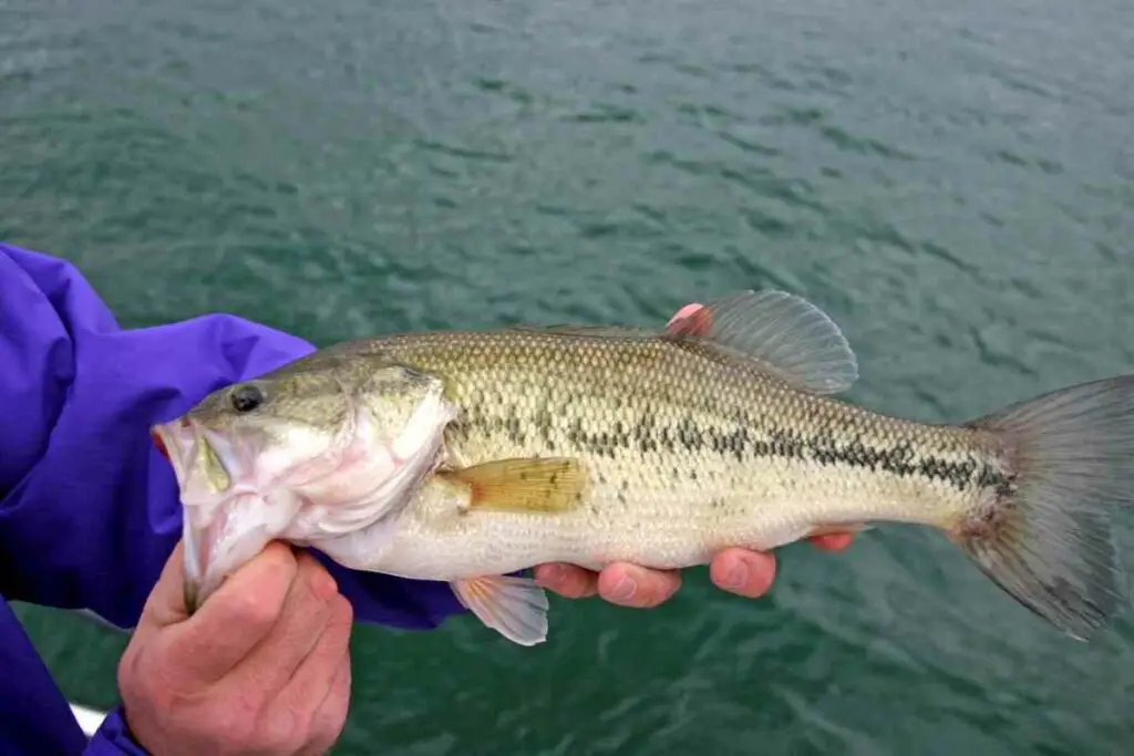 bass tips for pond fishing
