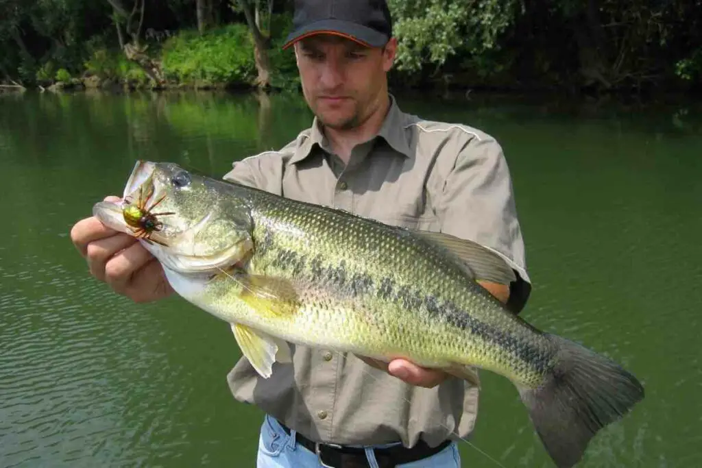 Catching bigmouth bass