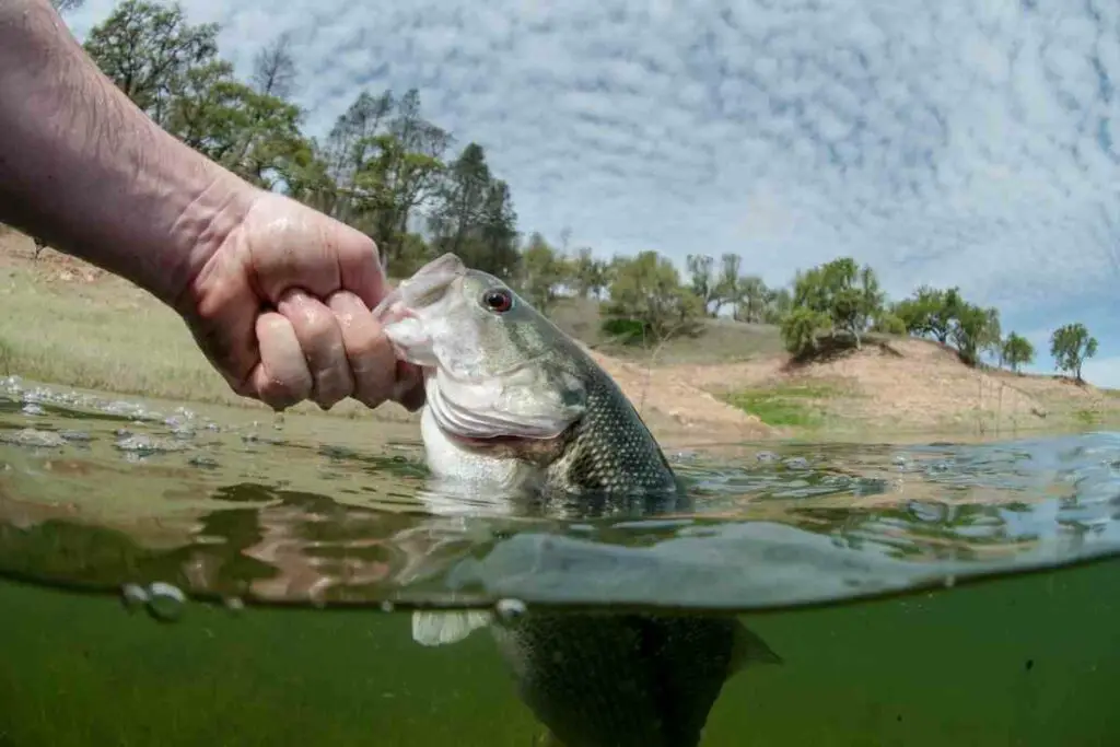 Catch spring bass fish