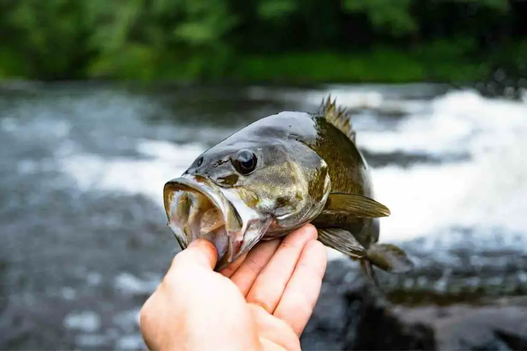 Smallmouth bass fish in summer