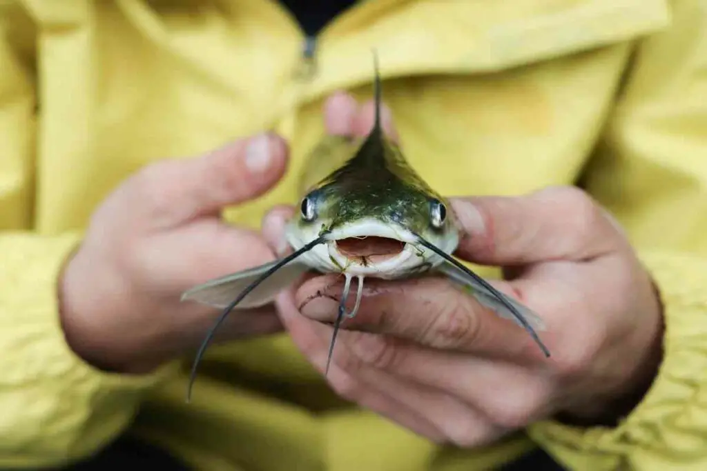 What Pound Line is Best for Catfish Fishing?